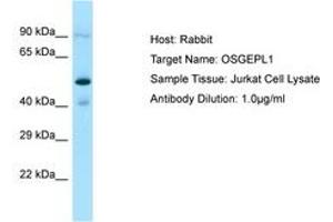 Image no. 1 for anti-O-Sialoglycoprotein Endopeptidase-Like 1 (OSGEPL1) (C-Term) antibody (ABIN6750219) (OSGEPL1 Antikörper  (C-Term))