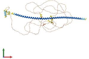 Protein Structure (PS) image for Brain-Enriched Guanylate Kinase-Associated (BEGAIN) (AA 1-593) protein (His tag) (ABIN7552613)