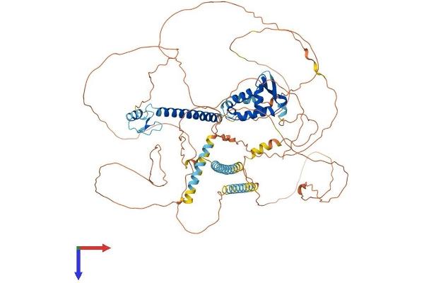 FOXP4 Protein (AA 1-795) (His tag)