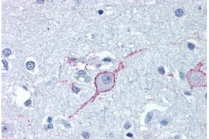 Anti-GALR3 antibody  ABIN1048646 IHC staining of human brain, cortex. (GALR3 Antikörper  (Extracellular Domain))