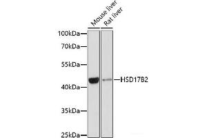 Western blot analysis of extracts of various cell lines using HSD17B2 Polyclonal Antibody at dilution of 1:1000. (HSD17B2 Antikörper)