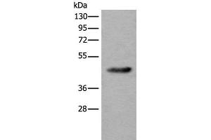 Western blot analysis of Human heart tissue lysate using CDKL4 Polyclonal Antibody at dilution of 1:550 (CDKL4 Antikörper)
