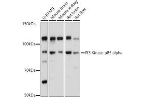 Western blot analysis of extracts of various cell lines, using PI3 Kinase p85 alpha antibody (ABIN6130618, ABIN6145643, ABIN6145646 and ABIN6215249) at 1:1000 dilution.