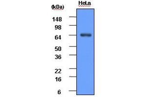 Western blot analysis: HeLa cell lysate (30ug) was resolved by SDS-PAGE, transferred to PVDF membrane and probed with anti-human Hsp70 (1:1000). (HSP70 Antikörper)