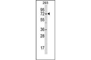 Western Blotting (WB) image for anti-Potassium Voltage-Gated Channel, Shal-Related Subfamily, Member 1 (Kcnd1) (AA 117-147), (N-Term) antibody (ABIN952999)