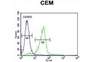 C11orf74 Antibody (C-term) flow cytometric analysis of CEM cells (right histogram) compared to a negative control cell (left histogram). (C11ORF74 Antikörper  (C-Term))