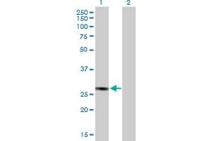 Western Blot analysis of C1QBP expression in transfected 293T cell line by C1QBP MaxPab polyclonal antibody.