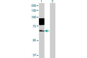 Western Blot analysis of SSH3 expression in transfected 293T cell line by SSH3 MaxPab polyclonal antibody. (SSH3 Antikörper  (AA 1-659))