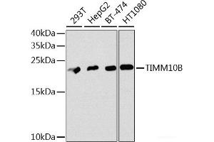 Western blot analysis of extracts of various cell lines using TIMM10B Polyclonal Antibody at dilution of 1:1000. (TIMM10B Antikörper)
