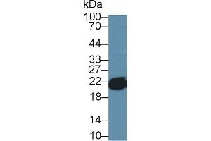 Detection of CYPB in Mouse Liver lysate using Polyclonal Antibody to Cyclophilin B (CYPB) (PPIB Antikörper  (AA 34-216))