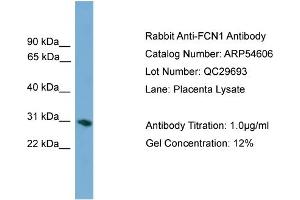 WB Suggested Anti-FCN1  Antibody Titration: 0. (FCN1 Antikörper  (Middle Region))