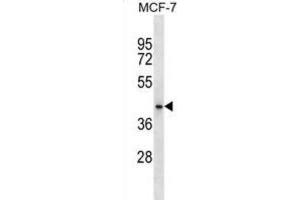 Western Blotting (WB) image for anti-HAUS Augmin-Like Complex, Subunit 7 (HAUS7) antibody (ABIN2999609) (HAUS7 Antikörper)
