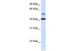 ARMCX1 antibody used at 1 ug/ml to detect target protein. (ARMCX1 Antikörper  (C-Term))