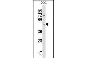 STARD7 Antibody (N-term) (ABIN1539392 and ABIN2850091) western blot analysis in 293 cell line lysates (35 μg/lane). (STARD7 Antikörper  (N-Term))