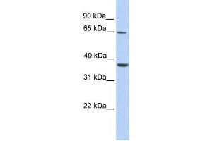 Western Blotting (WB) image for anti-Zinc Finger Protein 677 (ZNF677) antibody (ABIN2458466) (ZNF677 Antikörper)