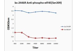 Antigen 0. (EIF4E Antikörper  (pSer209))