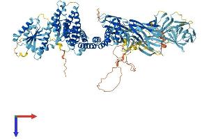 TRAPPC10 Protein (AA 1-1259) (His tag)
