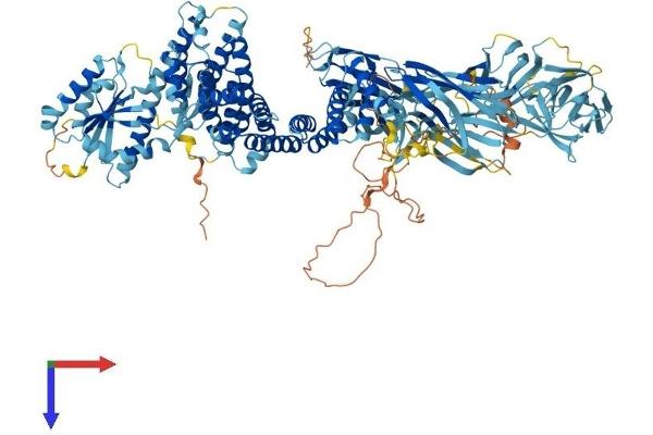 TRAPPC10 Protein (AA 1-1259) (His tag)
