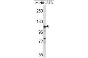 Western blot analysis in mouse NIH-3T3 cell line lysates (35ug/lane). (EIF3C Antikörper  (AA 538-566))