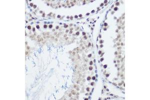 Immunohistochemistry of paraffin-embedded mouse testis using GA Rabbit pAb (ABIN3022563, ABIN3022564, ABIN3022565, ABIN1679943 and ABIN6218905) at dilution of 1:200 (40x lens). (GADD45A Antikörper  (AA 1-165))
