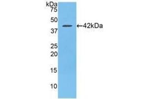 Western blot analysis of recombinant Rat SLC. (CCL21 Antikörper  (AA 5-132))