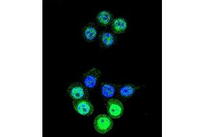 Confocal immunofluorescent analysis of AKR1B1 Antibody (C-term) (ABIN389205 and ABIN2839363) with 293 cell followed by Alexa Fluor 488-conjugated goat anti-rabbit lgG (green). (AKR1B1 Antikörper  (C-Term))