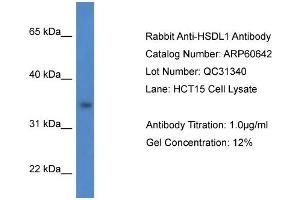 Western Blotting (WB) image for anti-Hydroxysteroid Dehydrogenase Like 1 (HSDL1) (N-Term) antibody (ABIN2788522) (HSDL1 Antikörper  (N-Term))