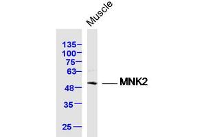 Mouse muscle lysates probed with MNK2 Polyclonal Antibody, Unconjugated  at 1:300 dilution and 4˚C overnight incubation. (MKNK2 Antikörper  (AA 1-100))