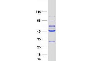 Validation with Western Blot (LRRC23 Protein (Transcript Variant 1) (Myc-DYKDDDDK Tag))