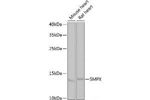 Western blot analysis of extracts of various cell lines using SMPX Polyclonal Antibody at dilution of 1:1000. (SMPX Antikörper)