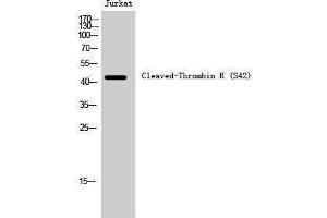 Western Blotting (WB) image for anti-Coagulation Factor II (thrombin) Receptor (F2R) (cleaved), (Ser42) antibody (ABIN6287744) (PAR1 Antikörper  (cleaved, Ser42))