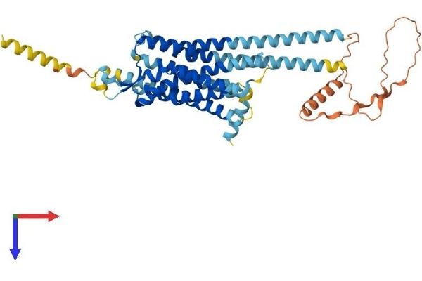 NPY5R Protein (AA 1-445) (His tag)