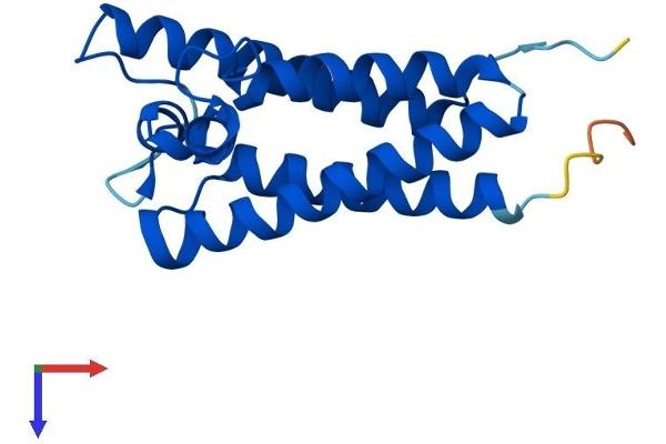 VKORC1 Protein (AA 1-163) (His tag)