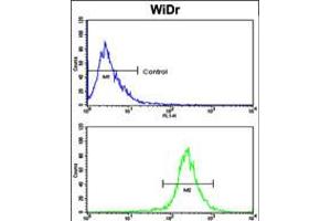 Flow cytometric analysis of WiDr cells using AXL Antibody (bottom histogram) compared to a negative control cell (top histogram).