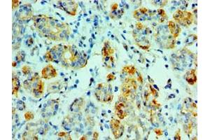 Immunohistochemistry of paraffin-embedded human salivary gland tissue using ABIN7143845 at dilution of 1:100 (AMY1A Antikörper  (AA 16-200))