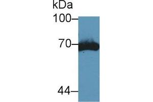 Western Blot; Sample: Mouse Kidney lysate; Primary Ab: 5µg/ml Rabbit Anti-Mouse tPA Antibody Second Ab: 0. (PLAT Antikörper  (AA 359-532))