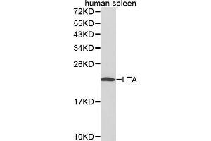 Western Blotting (WB) image for anti-Lymphotoxin-alpha (LTA) (AA 40-205) antibody (ABIN6218614) (LTA Antikörper  (AA 40-205))