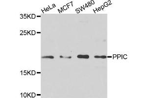 Western blot analysis of extracts of various cells, using PPIC antibody. (PPIC Antikörper)