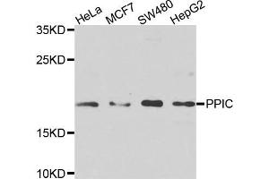 Western blot analysis of extracts of various cells, using PPIC antibody.