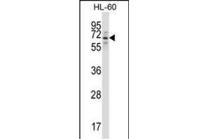 TRIM23 Antibody (N-term) (ABIN657564 and ABIN2846571) western blot analysis in HL-60 cell line lysates (35 μg/lane).