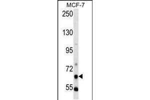 Western blot analysis in MCF-7 cell line lysates (35ug/lane). (PCK1 Antikörper  (N-Term))