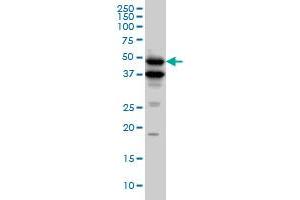 BMP7 monoclonal antibody (M01), clone M1-F8. (BMP7 Antikörper  (AA 1-431))