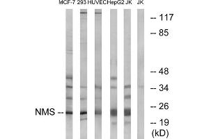 Western blot analysis of extracts from MCF-7 cells, 293 cells, HUVEC cells, HepG2 cells and Jurkat cells, using NMS antibody. (NMS Antikörper  (C-Term))