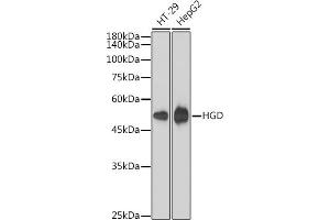 Western blot analysis of extracts of various cell lines, using HGD antibody (ABIN1680529, ABIN7101432, ABIN7101433 and ABIN7101434) at 1:1000 dilution. (HGD Antikörper)