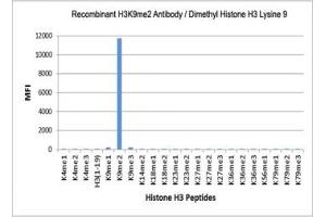 The recombinant H3K9me2 antibody specifically reacts to Histone H3 dimethylated at Lysine 9 (K9me2). (Rekombinanter Histone 3 Antikörper  (H3K9me2))
