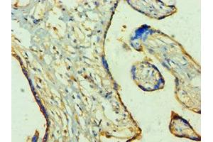 Immunohistochemistry of paraffin-embedded human placenta tissue using ABIN7166926 at dilution of 1:100