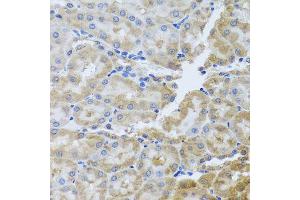 Immunohistochemistry of paraffin-embedded rat kidney using PER1 antibody (ABIN5974860) at dilution of 1/100 (40x lens). (PER1 Antikörper)