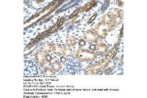 Rabbit Anti-KRT8 Antibody  Paraffin Embedded Tissue: Human Kidney Cellular Data: Epithelial cells of renal tubule Antibody Concentration: 4. (KRT8 Antikörper  (N-Term))