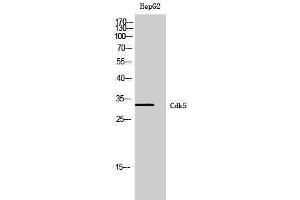 Western Blotting (WB) image for anti-Cyclin-Dependent Kinase 5 (CDK5) (Ser23) antibody (ABIN3179946) (CDK5 Antikörper  (Ser23))