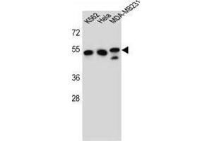 TUBB6 Antibody (Center) western blot analysis in K562,Hela,MDA-MB231 cell line lysates (35 µg/lane). (TUBb6 Antikörper  (Middle Region))